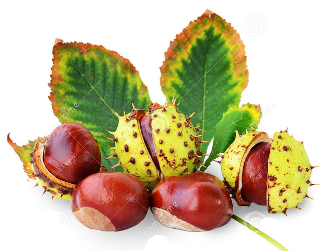 fruits et feuille de marrons d inde d isolement 34385586b